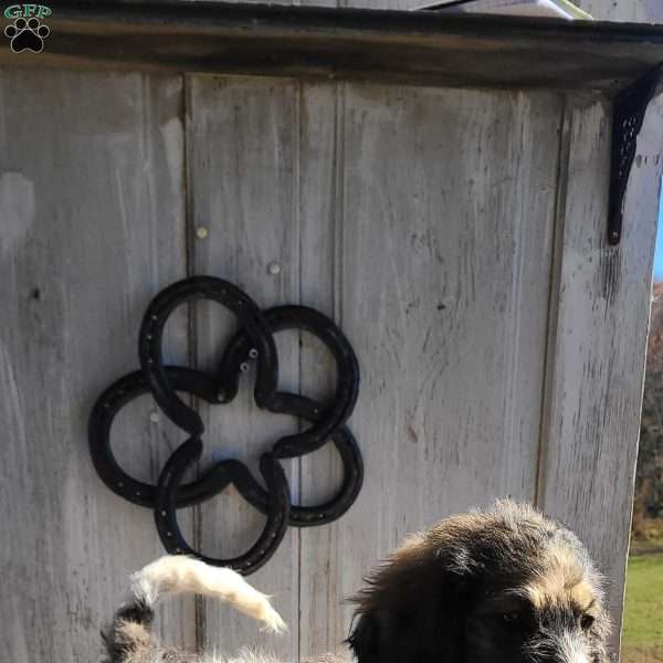 Joy F1B, Bernedoodle Puppy