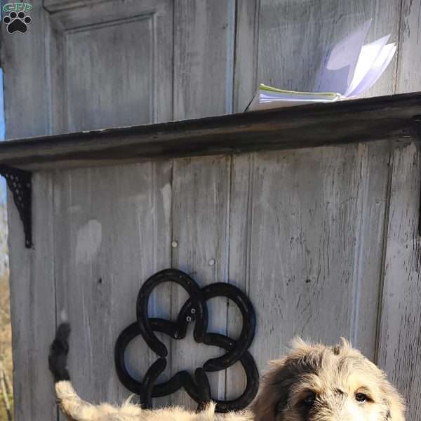 Jack F1B, Bernedoodle Puppy