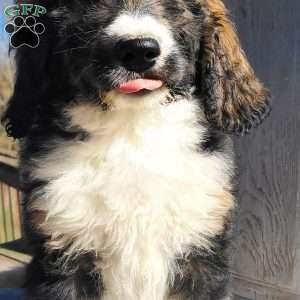 F1B, Bernedoodle Puppy