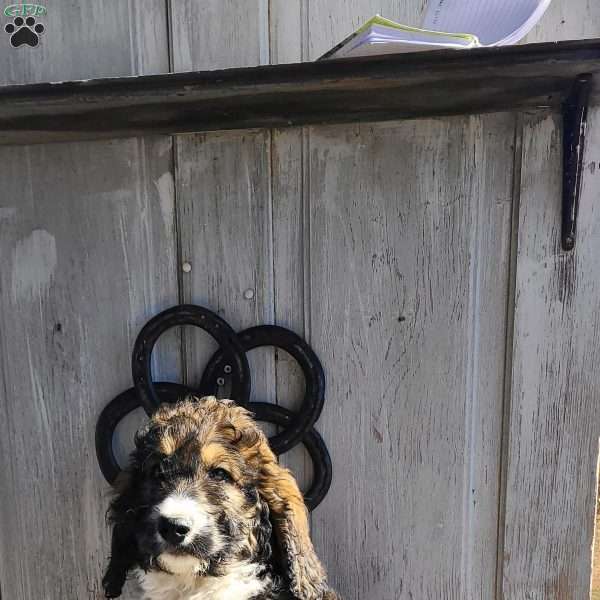 F1B, Bernedoodle Puppy