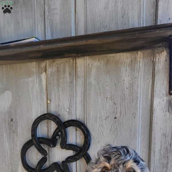 Teddy F1B, Bernedoodle Puppy