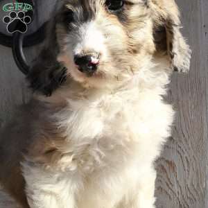 Marley F1B, Bernedoodle Puppy