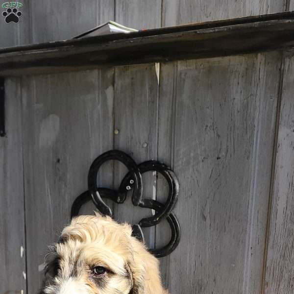 Marley F1B, Bernedoodle Puppy