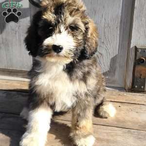 Buddy F1B, Bernedoodle Puppy