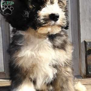 Buddy F1B, Bernedoodle Puppy