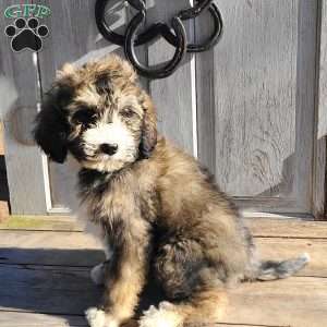 Buddy F1B, Bernedoodle Puppy