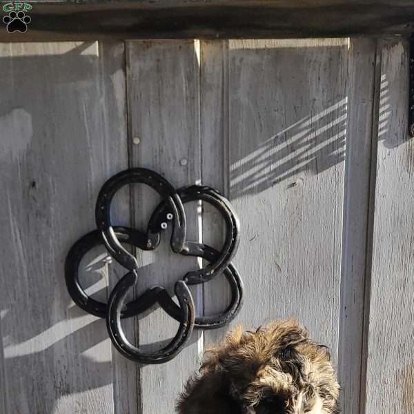 Buddy F1B, Bernedoodle Puppy