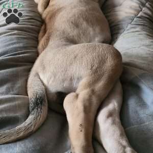 Mazie, English Mastiff Mix Puppy