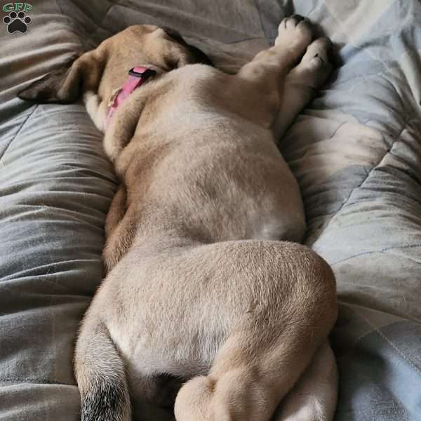 Mazie, English Mastiff Mix Puppy