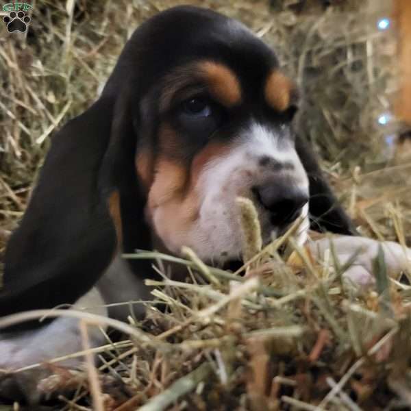 Henry, Basset Hound Puppy