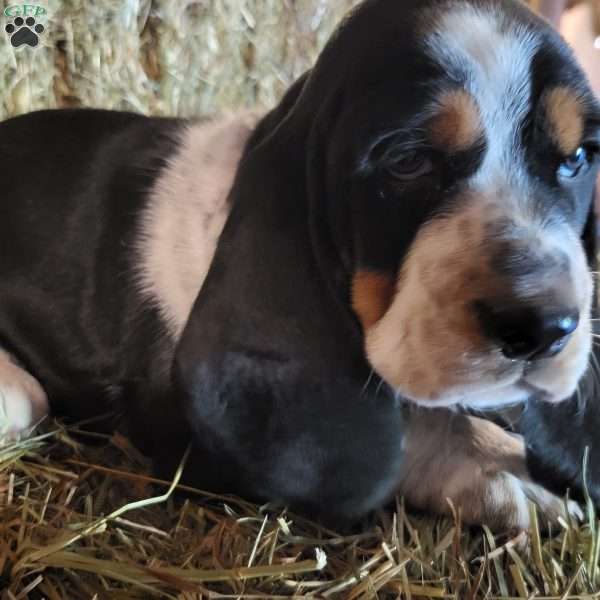 Wren, Basset Hound Puppy