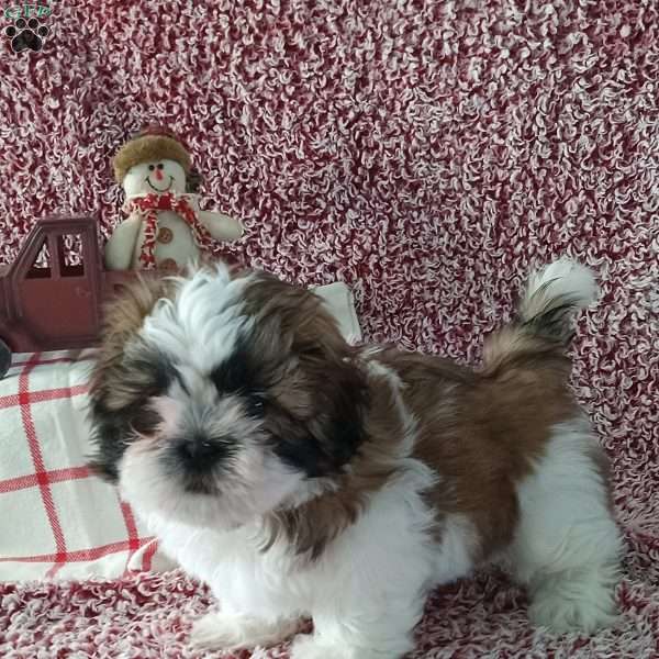 Tyler, Shih Tzu Puppy