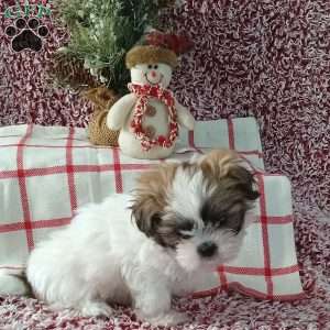 Indy, Shih Tzu Puppy