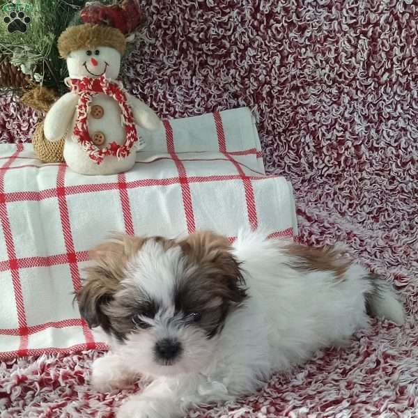 Indy, Shih Tzu Puppy