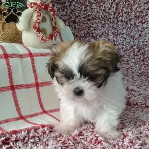 Indy, Shih Tzu Puppy