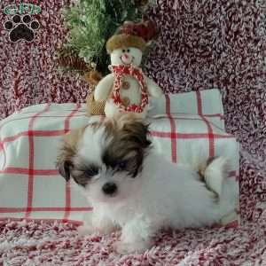 Indy, Shih Tzu Puppy