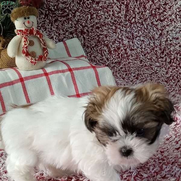 Tyler, Shih Tzu Puppy