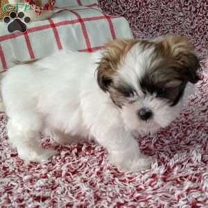 Indy, Shih Tzu Puppy