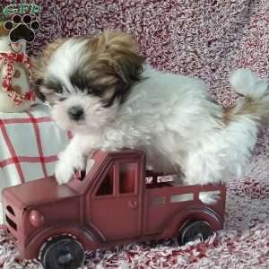 Indy, Shih Tzu Puppy