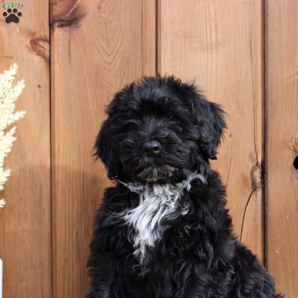 Raven, Portuguese Water Dog Puppy