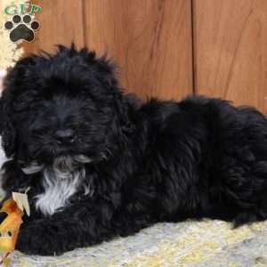 Raven, Portuguese Water Dog Puppy