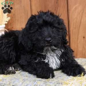 Raven, Portuguese Water Dog Puppy