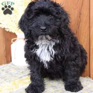 Raven, Portuguese Water Dog Puppy