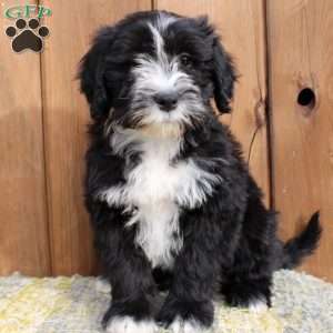 Benji, Portuguese Water Dog Puppy