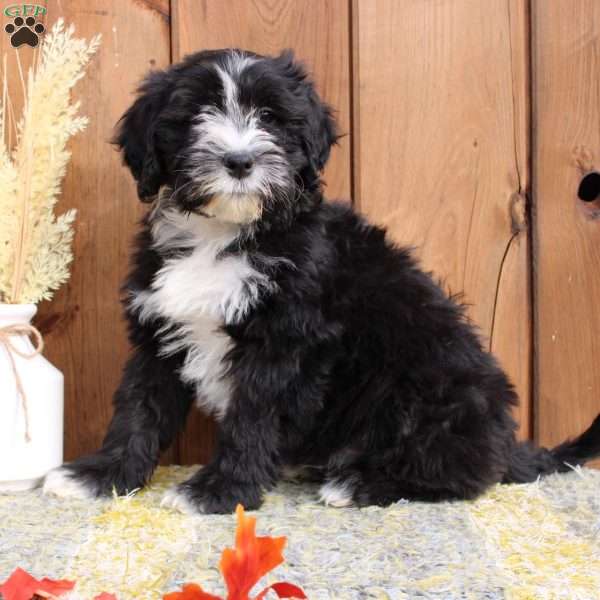 Benji, Portuguese Water Dog Puppy