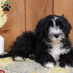 Benji, Portuguese Water Dog Puppy