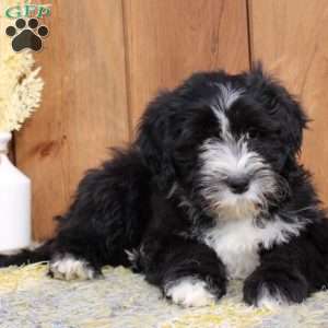 Benji, Portuguese Water Dog Puppy