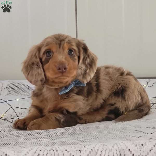 Jamie, Dachshund Puppy