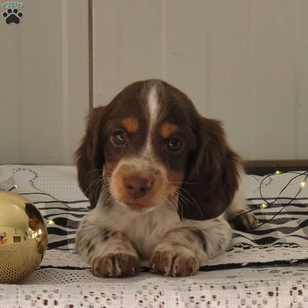 Marcus, Dachshund Puppy