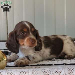 Marcus, Dachshund Puppy