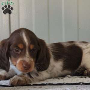 Marcus, Dachshund Puppy