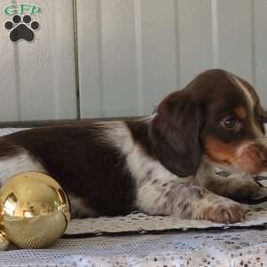 Marcus, Dachshund Puppy