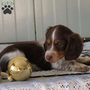 Marcus, Dachshund Puppy