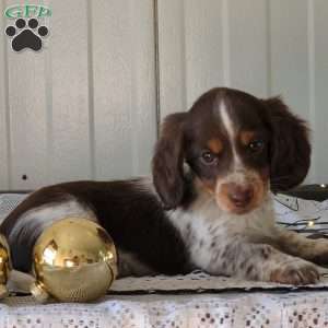 Marcus, Dachshund Puppy