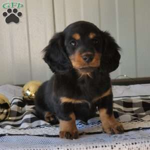 Mickey, Dachshund Puppy