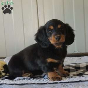 Mickey, Dachshund Puppy