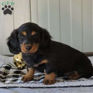 Mickey, Dachshund Puppy