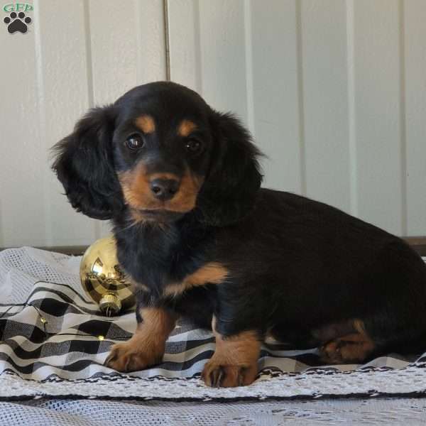 Mickey, Dachshund Puppy