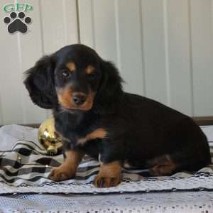 Mickey, Dachshund Puppy