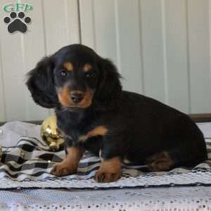 Mickey, Dachshund Puppy