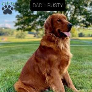 Falcon, Golden Retriever Puppy