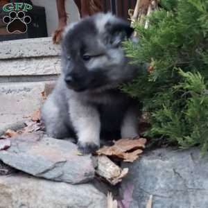 Tommy, Keeshond Puppy