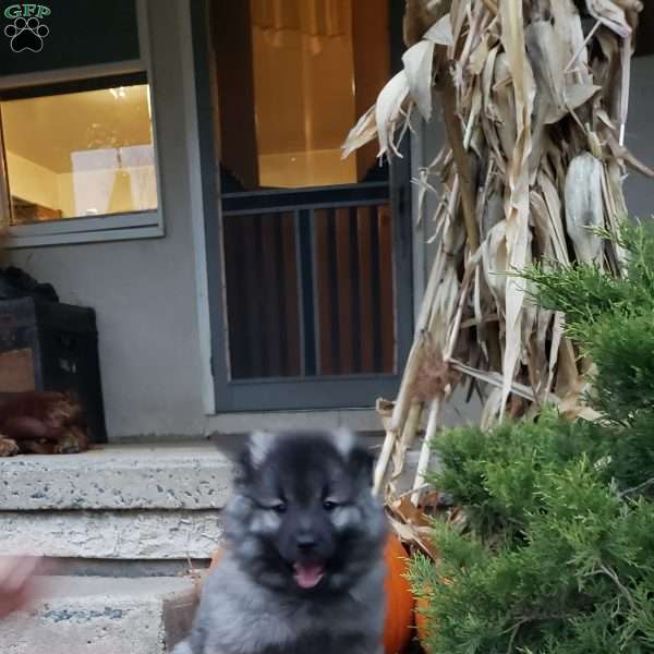 Tommy, Keeshond Puppy