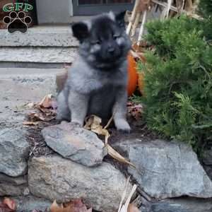 Tommy, Keeshond Puppy