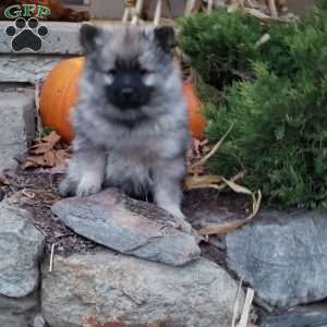 Tammy, Keeshond Puppy