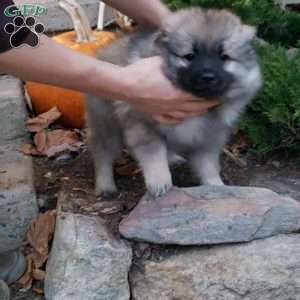 Tammy, Keeshond Puppy